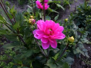 Alle bloemen