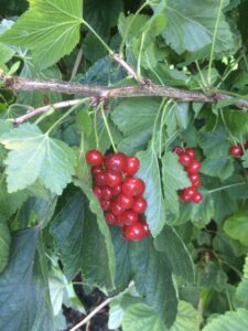 Alle fruit